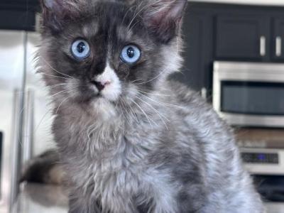 Iceberg Blue Eyes - Maine Coon - Gallery Photo #1