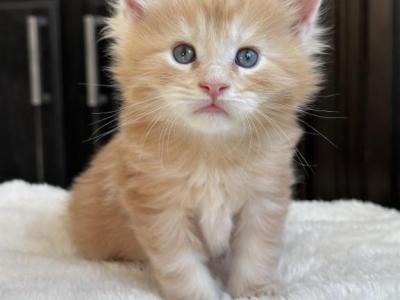 Litter K - Maine Coon - Gallery Photo #1