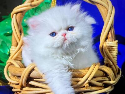 White Blue Eyes Dollface Persian Male Available - Persian - Gallery Photo #1