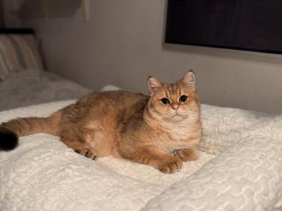 Makusha - British Shorthair - Gallery Photo #1