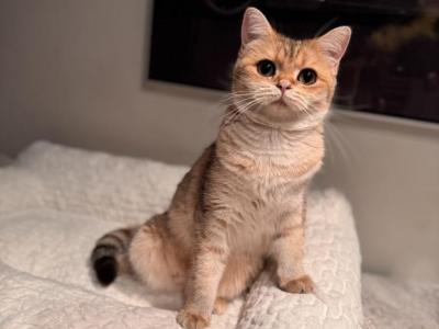 Nelly - British Shorthair - Gallery Photo #1