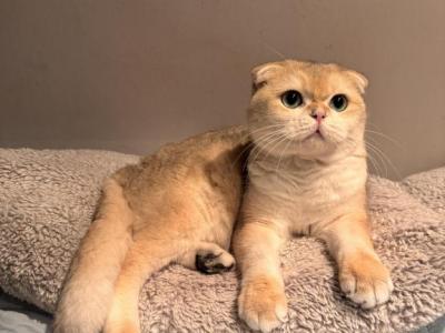 Hasik - Scottish Fold - Gallery Photo #1