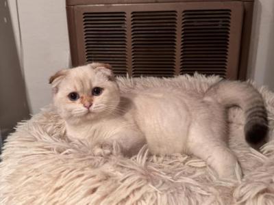 Luna - Scottish Fold - Gallery Photo #1