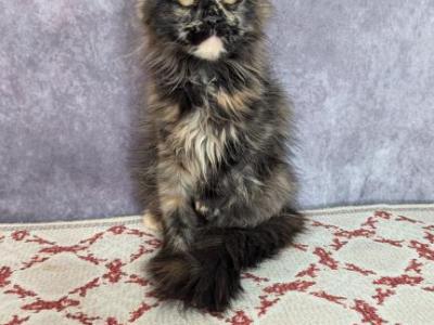 Queen - Maine Coon - Gallery Photo #1