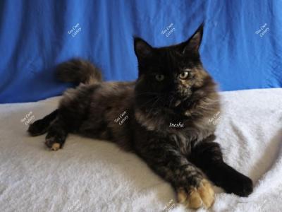 Inesha Black Tortie - Maine Coon - Gallery Photo #1