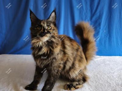 Itzel Black Tortie - Maine Coon - Gallery Photo #1