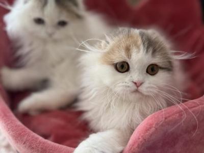 Blue Cream Tortie Sisters - Scottish Fold - Gallery Photo #1