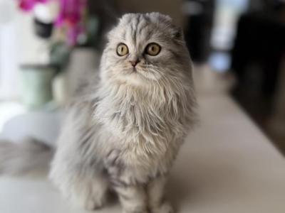 Black Silver Marble Tortie Girl - Scottish Fold - Gallery Photo #1