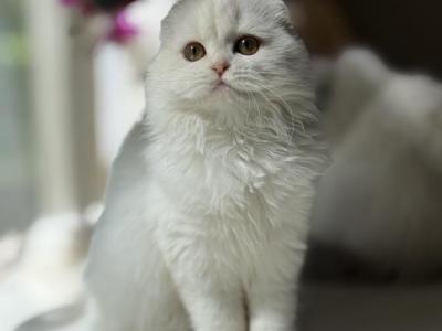 Cream Silver Van Girl - Scottish Fold - Gallery Photo #1