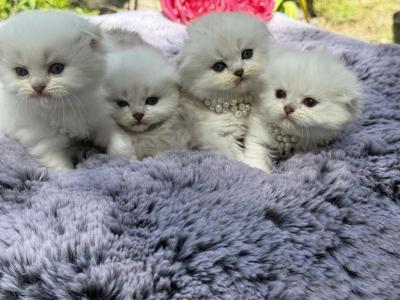 Silver Chinchilla Kittens - Scottish Fold - Gallery Photo #1