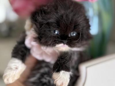 Sold Black Bicolor Girl - Scottish Fold - Gallery Photo #1