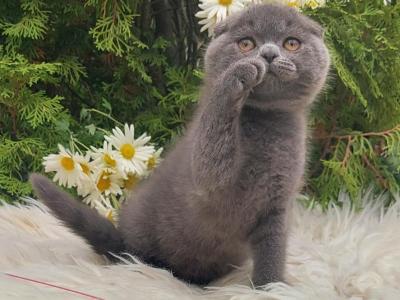 Scottish Fold - Scottish Fold - Gallery Photo #1