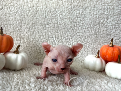 Zoey - Sphynx - Gallery Photo #1