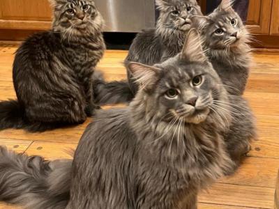 The Boys Club - Maine Coon - Gallery Photo #1