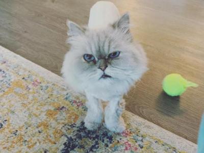 Molly - Persian - Gallery Photo #1