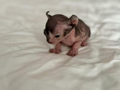 Matildas Litter - Sphynx - Gallery Photo #1