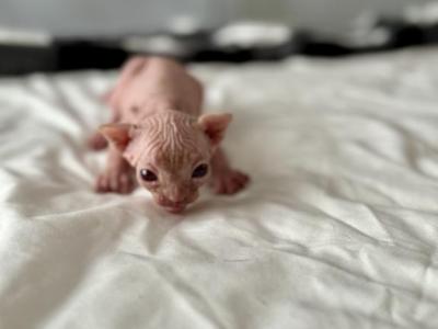 Matilda's Litter Cinnnamon - Sphynx - Gallery Photo #1