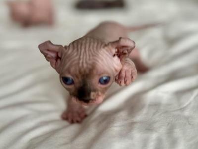 Matilda's Litter Seal Point - Sphynx - Gallery Photo #1