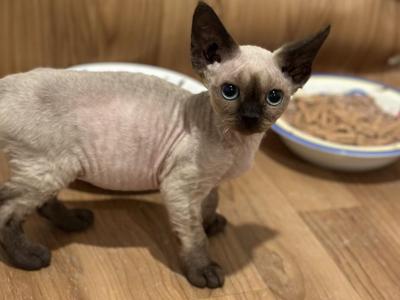 Lora - Devon Rex - Gallery Photo #1