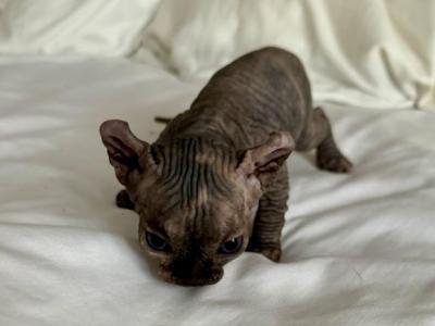 Matilada's Litter Black Elf Girl - Sphynx - Gallery Photo #1