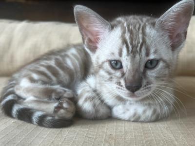 Silver Mink - Bengal - Gallery Photo #1