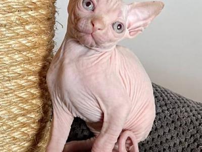 CLitter - Sphynx - Gallery Photo #1