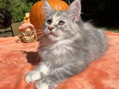 Female M - Maine Coon - Gallery Photo #1