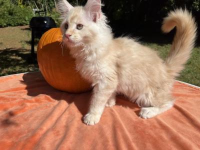 Make Z - Maine Coon - Gallery Photo #1