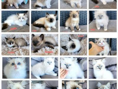 Seal Point Mitted Female And Males - Ragdoll - Gallery Photo #1