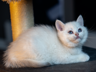 Leo - British Shorthair - Gallery Photo #1