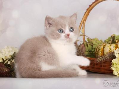 Ginger - British Shorthair - Gallery Photo #1