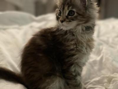 Maine Coon Kittens - Maine Coon - Gallery Photo #1