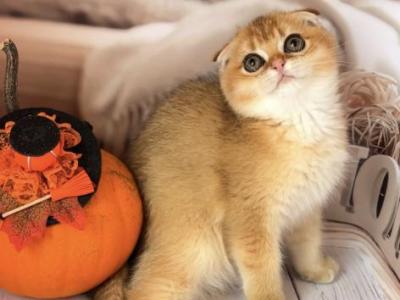 Beautiful Kitty - Scottish Fold - Gallery Photo #1