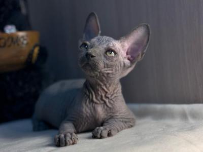 Zorro - Sphynx - Gallery Photo #1