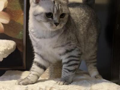 Jasmine - British Shorthair - Gallery Photo #1