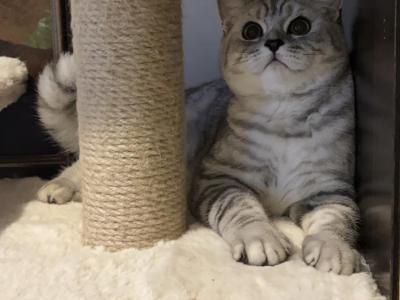 Matroskin - British Shorthair - Gallery Photo #1