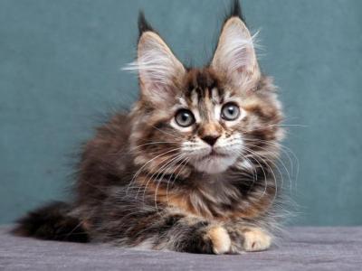 Jane - Maine Coon - Gallery Photo #1