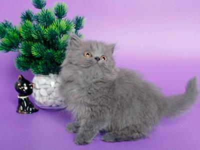 Xara Longhair - British Shorthair - Gallery Photo #1