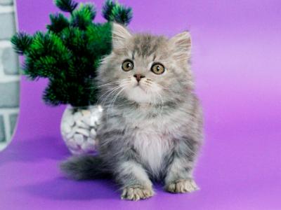 Xenon Longhair - British Shorthair - Gallery Photo #1