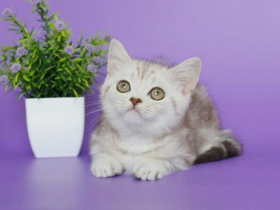 Valter - British Shorthair - Gallery Photo #1