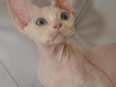 Pinky - Devon Rex - Gallery Photo #1