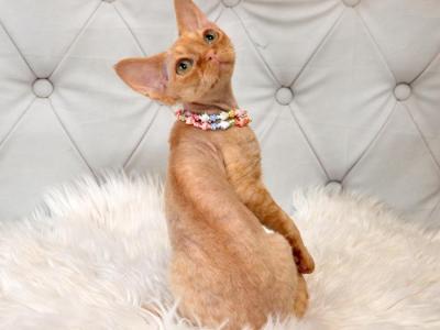 Sawyer - Devon Rex - Gallery Photo #1