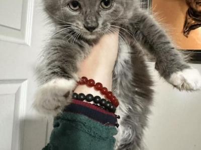 Von Flusen Fluffsters - Russian Blue - Gallery Photo #1