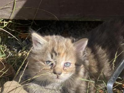 Cream And Orange And Fluffy Grey Kittens - Domestic - Gallery Photo #1