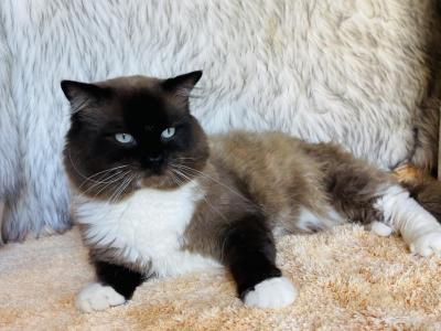 Beau - Ragdoll - Gallery Photo #1