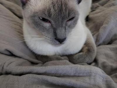 Holiday Blue Point Siamese Coming To Town - Siamese - Gallery Photo #1