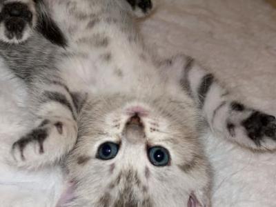 Kittens - British Shorthair - Gallery Photo #1