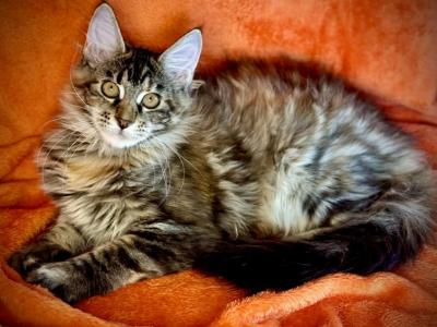 Laura - Maine Coon - Gallery Photo #1