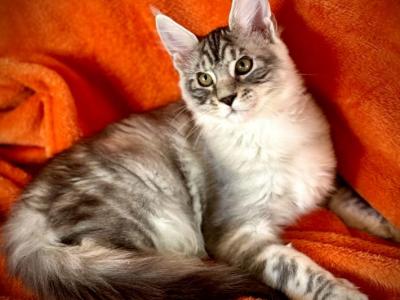 Sofiya - Maine Coon - Gallery Photo #1