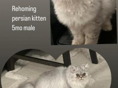 Persian Kittens - Persian - Gallery Photo #1